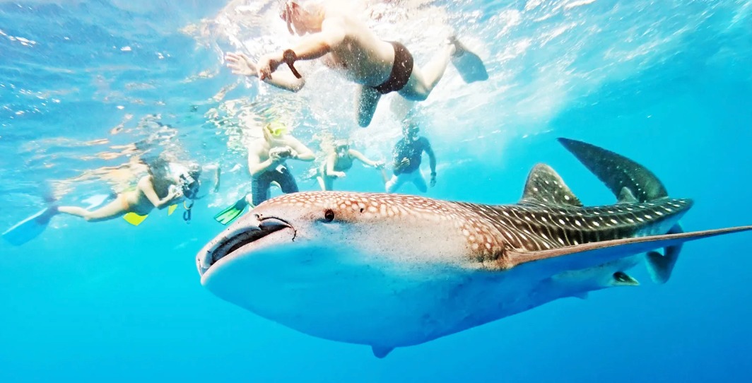 whalesharktour